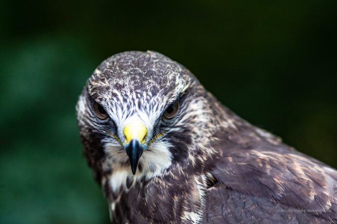 Ein Raubvogel mit braunem Gefieder und gelbem Schnabel, fokussierter Blick.